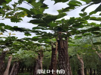裂葉榆基地直銷，2017年價格參考