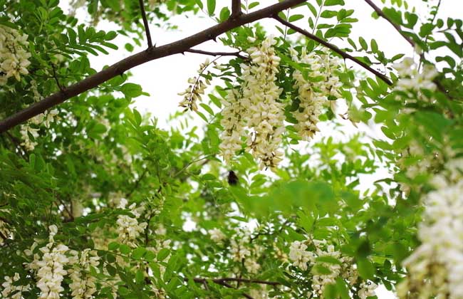 槐花一般幾月開花？