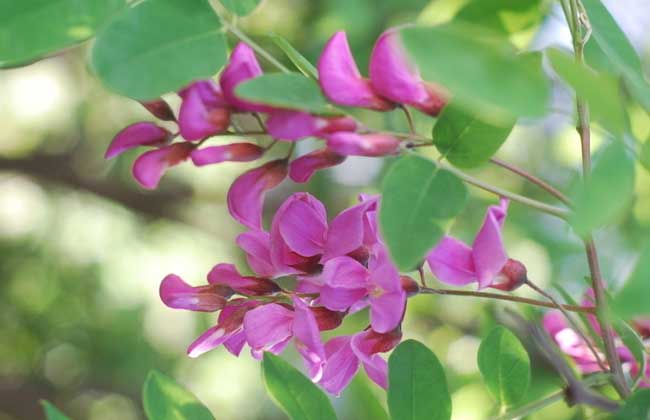 槐花一般幾月開花？