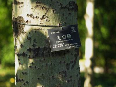 什么叫毛白楊？毛白楊有哪些特點？