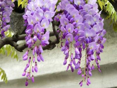 紫藤什么時候開花？紫藤花的花語是什么？