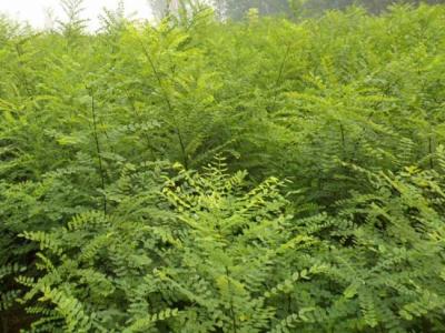 我國的國槐產地分布都有哪些？