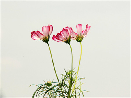 格?；破諘r間：波斯菊可以是！
