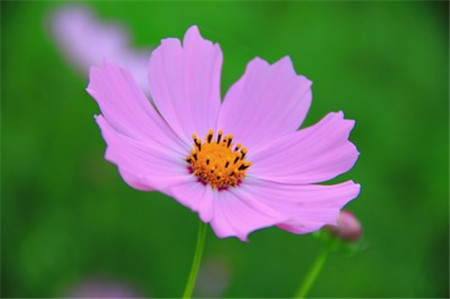 波斯菊和格?；ǖ降子惺裁磪^別