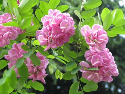 香花槐和紅花槐有什么區別？