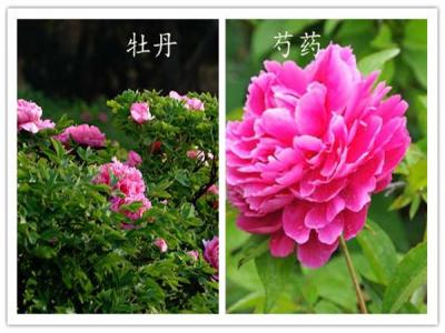 如何分辨牡丹和芍藥？