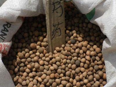 芍藥種子怎么種植？