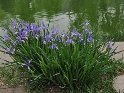 馬蓮花和馬蘭花是同一種花嗎？