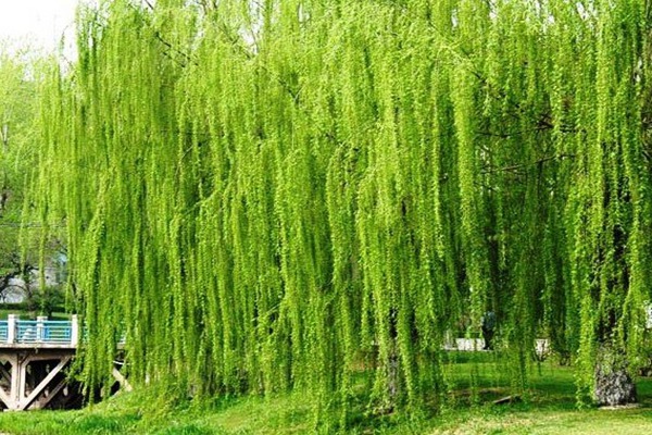 金絲垂柳是嫁接的嗎？