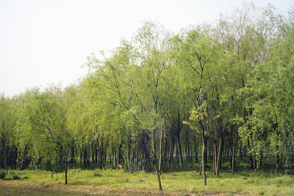 金絲垂柳是嫁接的嗎？