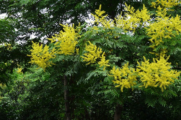 欒樹什么時候開花，花期多久