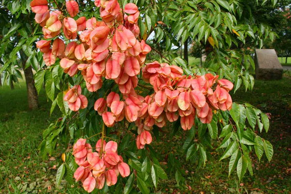 欒樹什么時候開花，花期多久