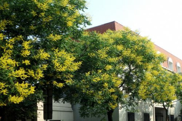 欒樹什么時候開花，花期多久