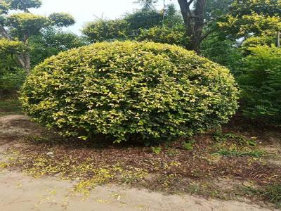 金葉榆產地是哪里？