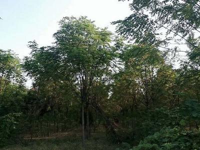 香花槐（紅花刺槐）的花語是什么？