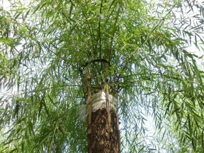 嫁接垂柳相對于原生垂柳有哪些優勢？