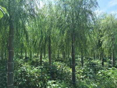 柳樹作砧木都可以嫁接什么品種？