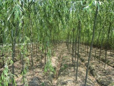 速生柳樹每年可以長粗多少？
