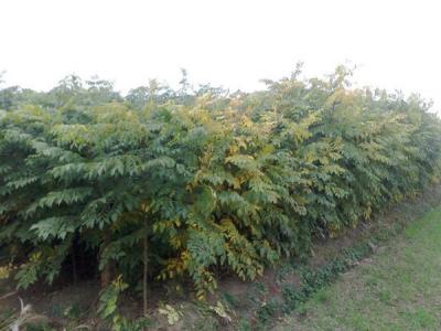 欒樹和黃山欒樹二者有什么區別？