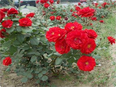 紅帽月季是爬藤月季嗎？