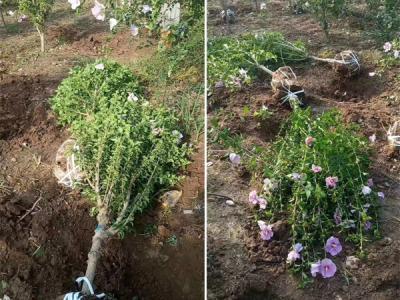 木槿花該如何種植及養護？
