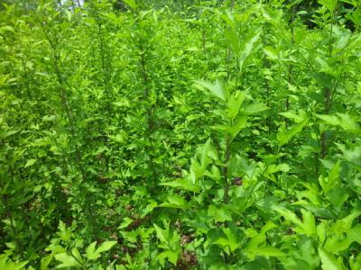木槿樹的風水寓意是什么？