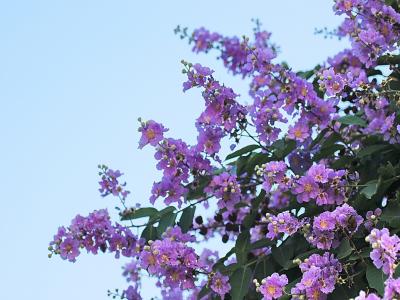 紫薇小苗十公分的價格是多少？