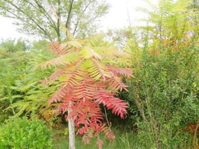 院子里種植臭椿風水好嗎？