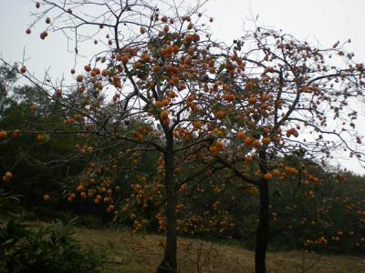 不推薦大家在院子內種植柿子樹的原因是什么？