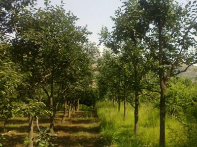 住宅內適合種植柿子樹嗎？