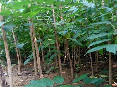 杜仲樹的種植需要注意些什么？