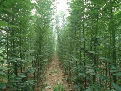 香花槐和刺槐有什么區別？