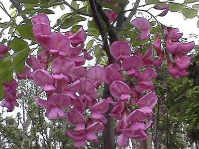 嫁接香花槐的市場價格是多少？