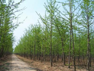 銀杏樹什么時候開花，什么時候結果?