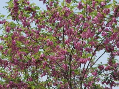 嫁接香花槐基地在哪里？