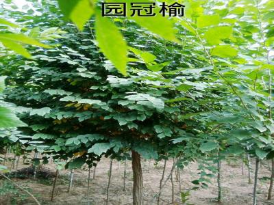 長枝榆的別名是什么，有什么寓意