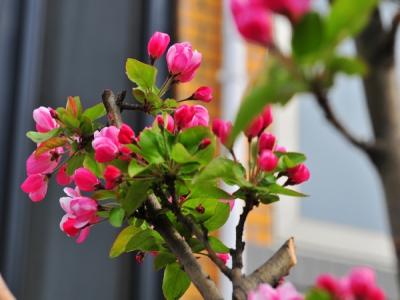 西府海棠的花語是什么，有什么象征意義