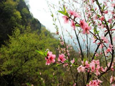 山桃什么時候開花，什么時候賞花效果好