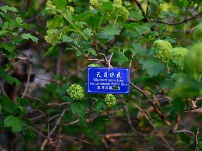 天目瓊花這味藥藥效如何體現 ？