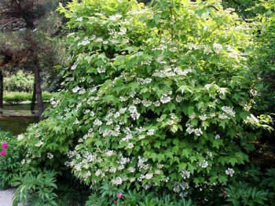 應該如何區別天目瓊花以及瓊花 ？
