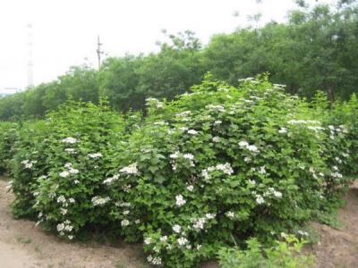 天目瓊花小苗可以去哪兒買 ？