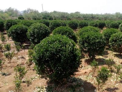 大葉黃楊小苗應該去哪里購買比較好 ？