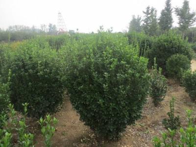 大葉黃楊的風水寓意是什么 ？