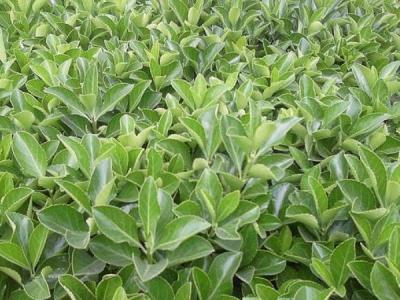 為什么自己家里并不推薦大家種植大葉黃楊 ？