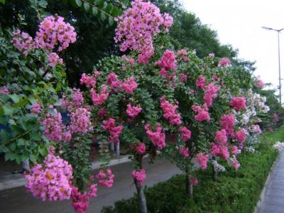 紫薇樹的種植間距大約為多少？如何掌握