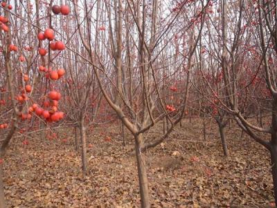 冬紅果海棠什么時候開花 ？