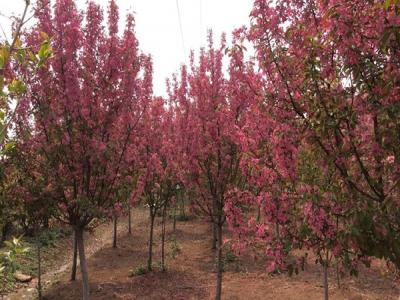 冬紅果海棠的種植需要注意些什么 ？