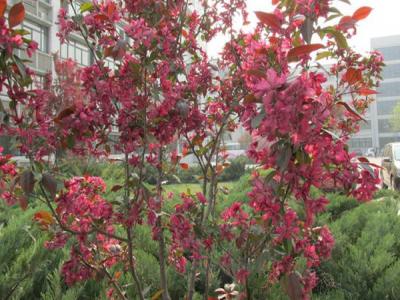 紅寶石海棠什么時候開花，什么時候結果?