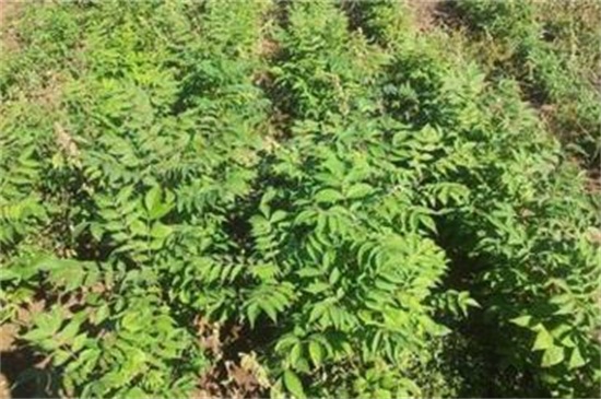 皂角種子怎么種，浸種催芽后進行播種