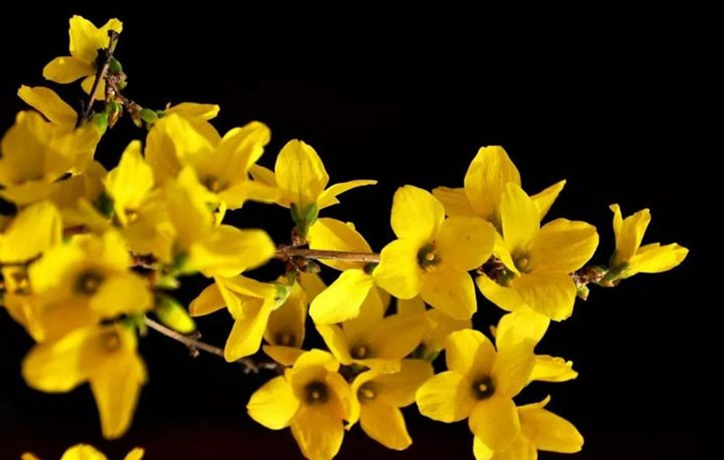 迎春花和連翹花有什么區別？